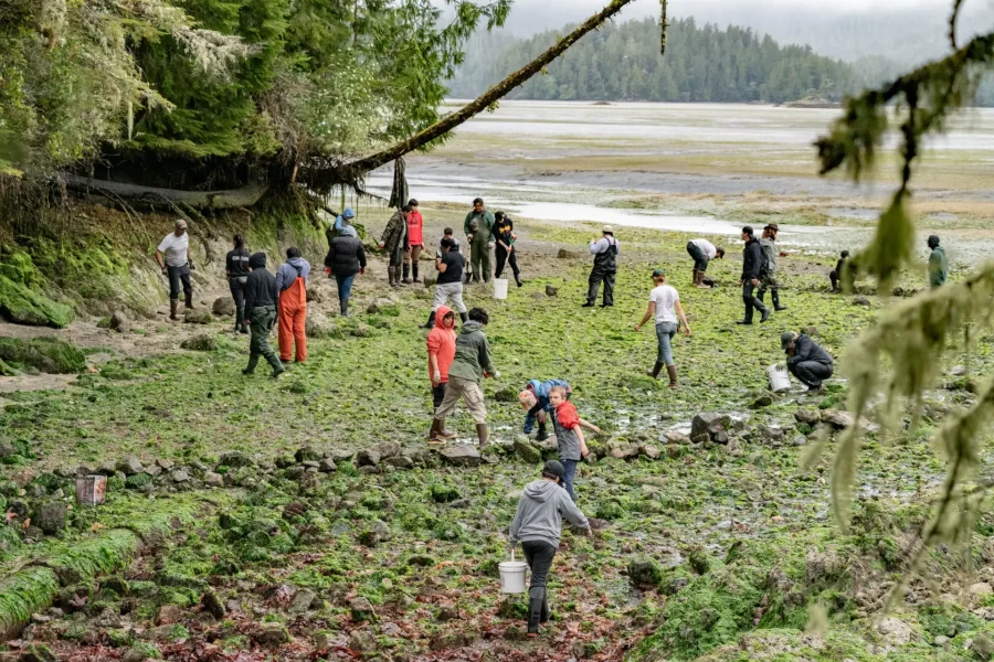 Building the clam garden (Tla-o-qui-aht Territory)